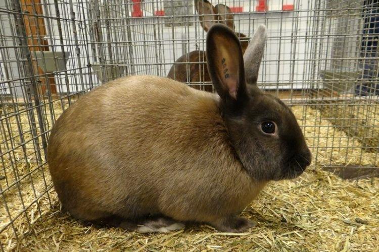 Миниатюрный сатин - Декоративные породы кроликов