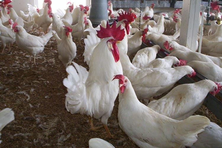 Леггорн - Породы кур несушек