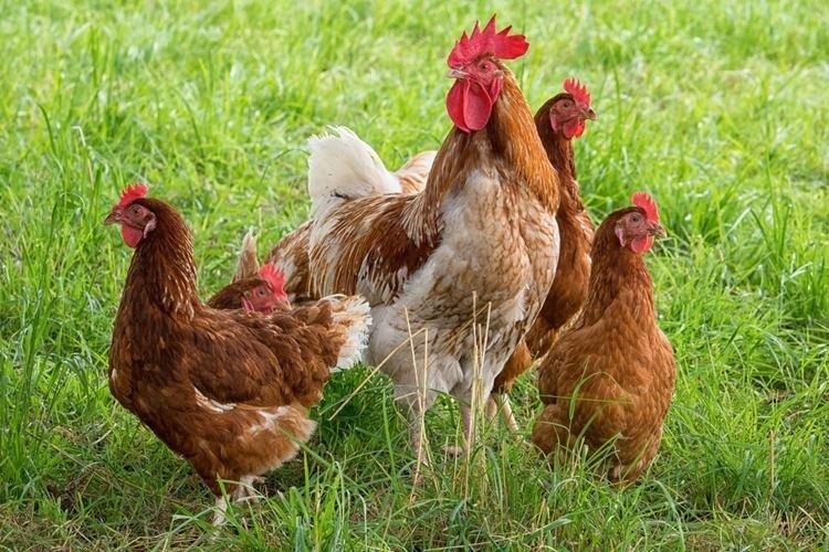 Ломан Браун - Породы кур несушек