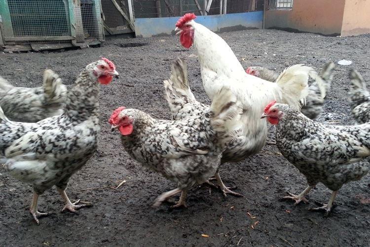 Пушкинская - Породы кур несушек