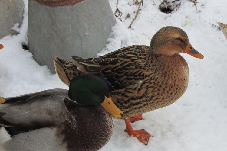 Серая украинская - Мясные породы уток