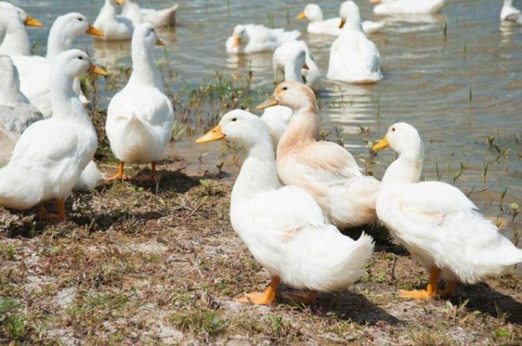 Московская белая - Мясные породы уток