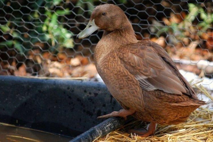 Хаки-кемпбелл - Мясояичные и яичные породы уток