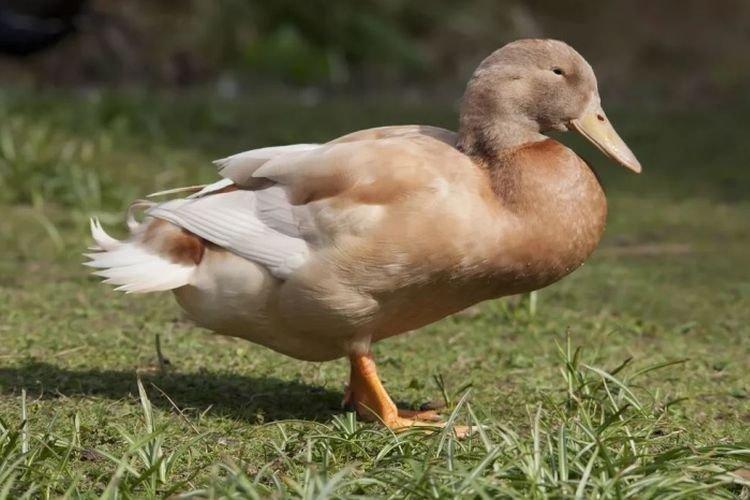 Орпингтон - Мясояичные и яичные породы уток