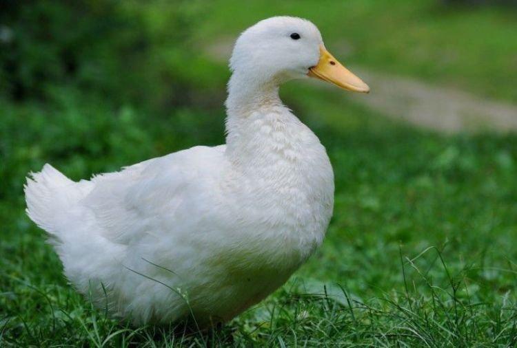 Агидель - Мясояичные и яичные породы уток