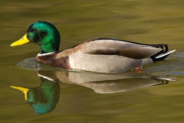 Зеркальная - Мясояичные и яичные породы уток