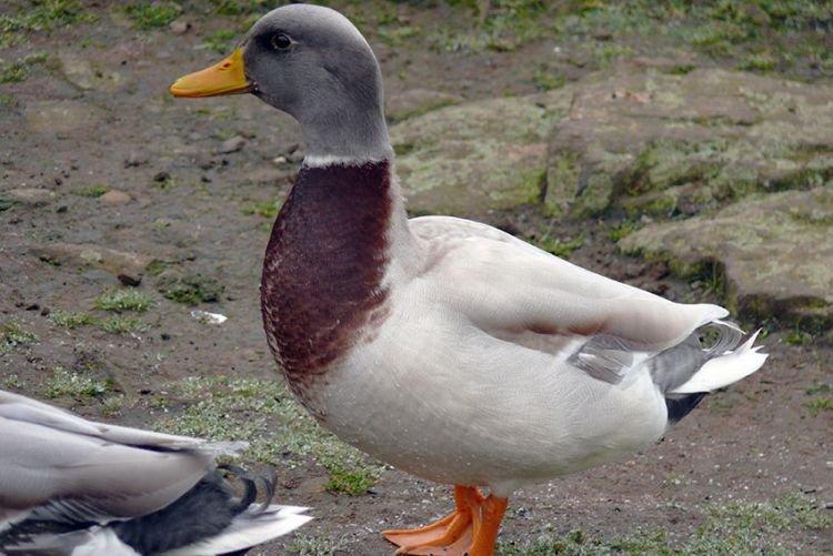 Саксонская - Мясояичные и яичные породы уток