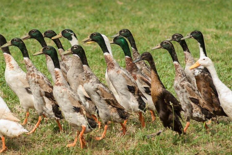 Индийский бегун - Мясояичные и яичные породы уток