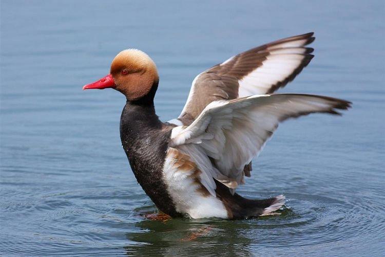 Красноносый нырок - Декоративные породы уток