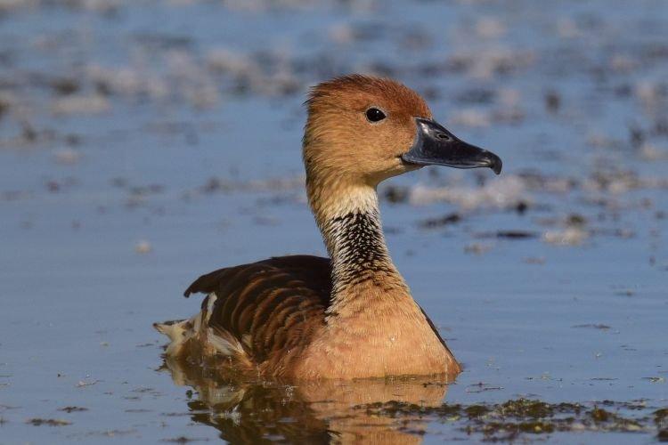 Рыжая свистящая - Декоративные породы уток