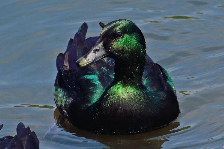 Каюга - Декоративные породы уток