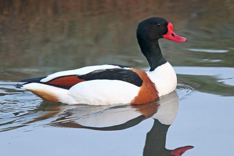 Пеганка - Декоративные породы уток