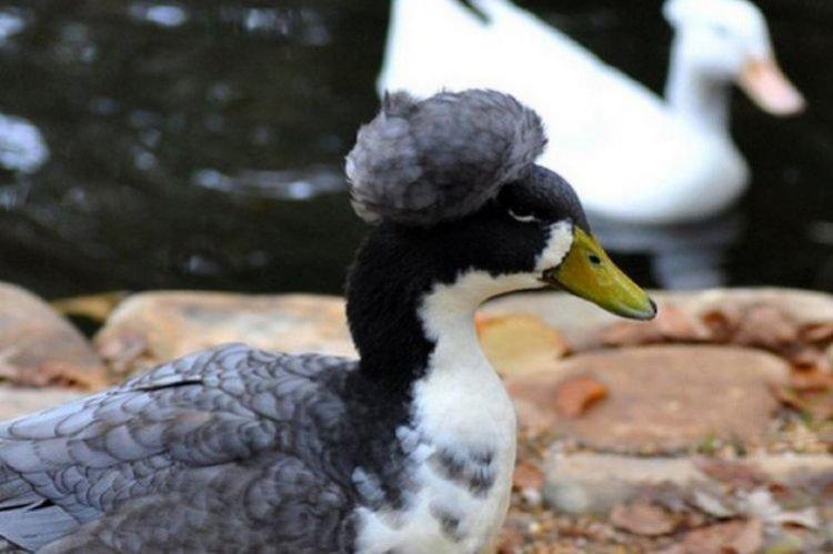 Хохлатая - Декоративные породы уток