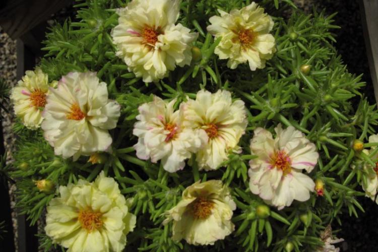 Крем - Виды портулака