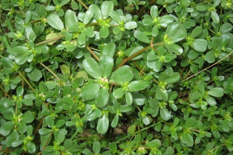 Светлячок - Виды портулака