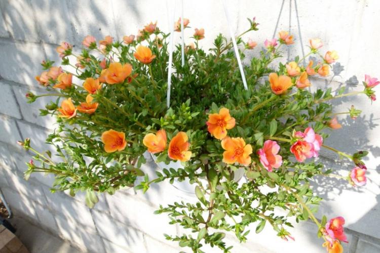 Ампельный портулак - Виды портулака