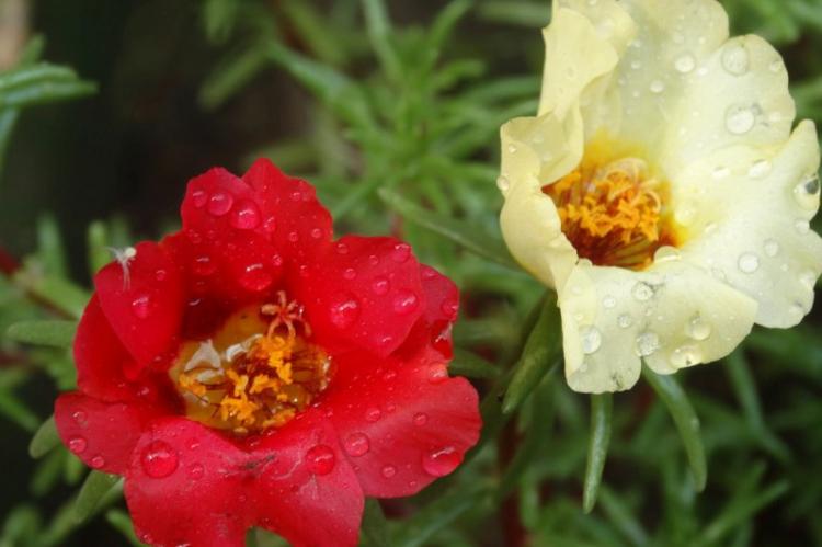 Полив - Уход за портулаком