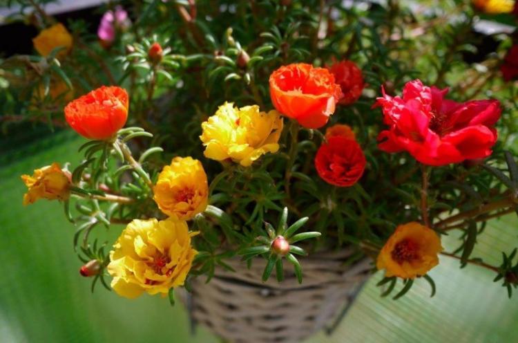 Удобрения и подкормка - Уход за портулаком