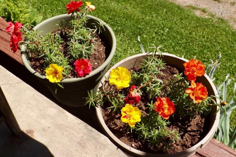 Борьба с вредителями и болезнями - Портулак