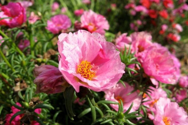 Портулак - фото