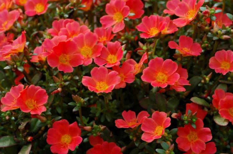 Портулак - фото