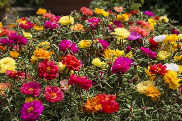 Портулак - фото