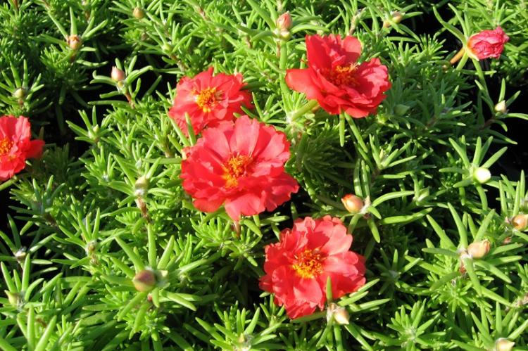 Портулак - фото