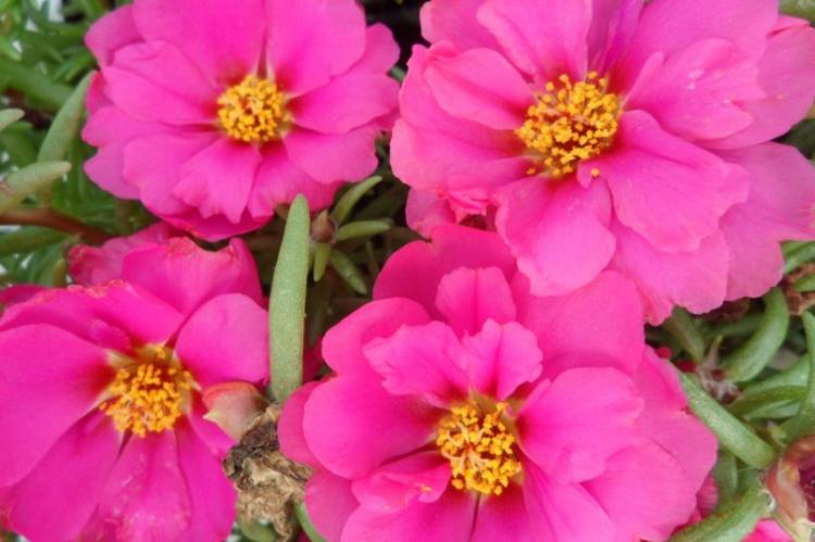 Портулак - фото