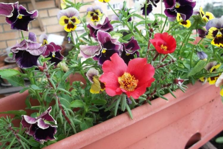 Портулак - фото