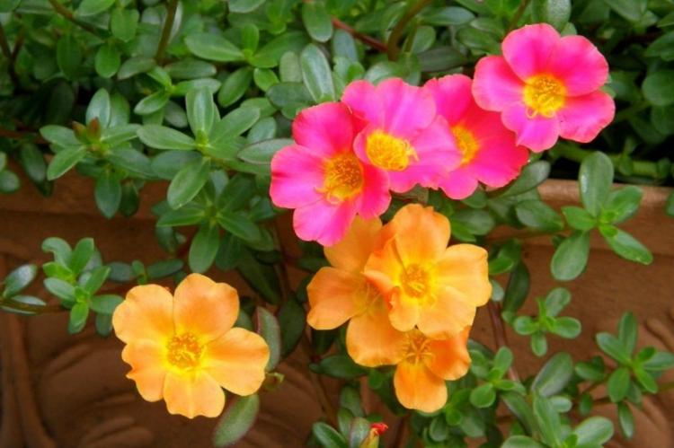 Портулак - фото