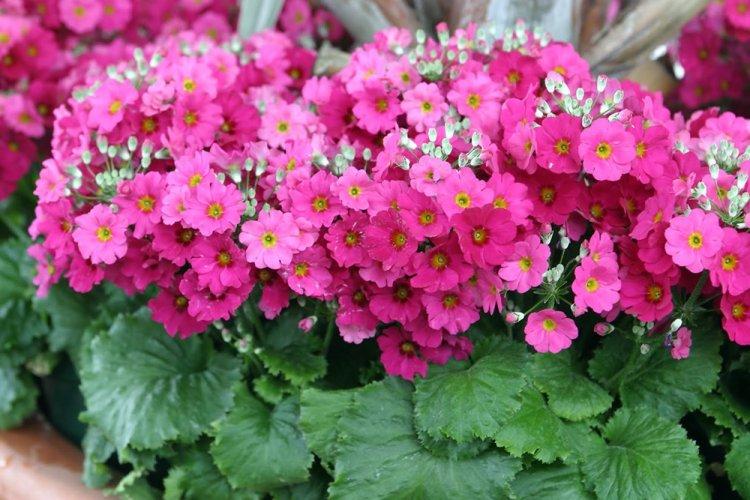 Примула мягколистная - Виды примулы