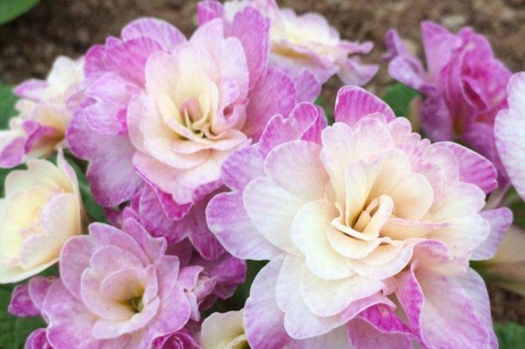 Примула махровая - Виды примулы