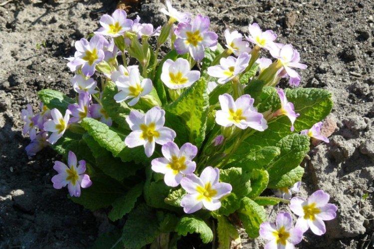 Освещение - Уход за примулой