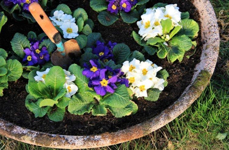 Удобрения и подкормка - Уход за примулой