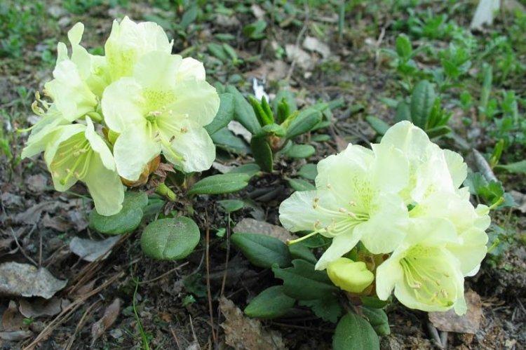 Золотистый рододендрон - Виды рододендрона