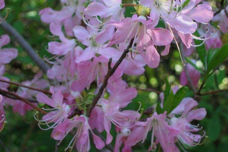 Рододендрон Вазея - Виды рододендрона