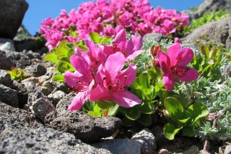 Камчатский рододендрон - Виды рододендрона