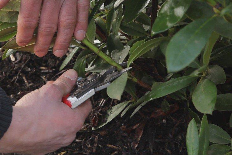 Обрезка - Уход за рододендроном