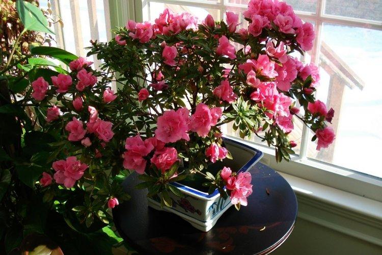 Рододендрон - фото