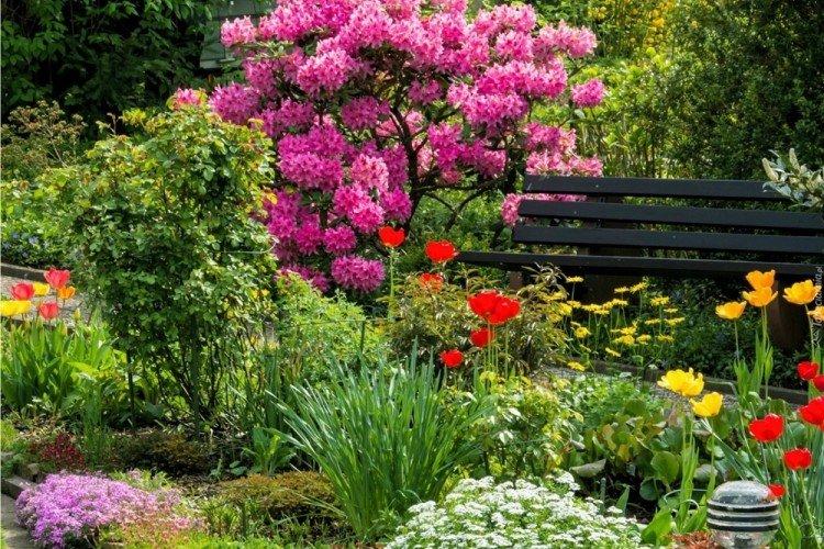 Рододендрон - фото