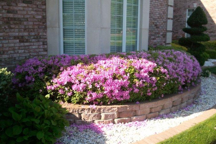 Рододендрон - фото