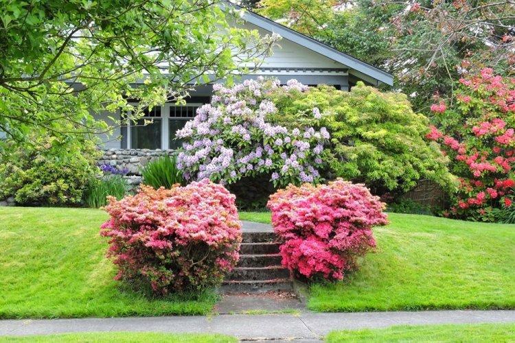 Рододендрон - фото