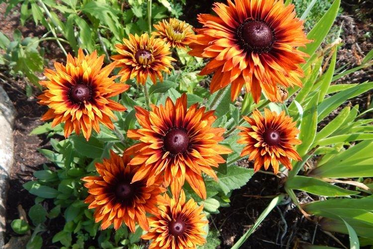 Рудбекия - фото