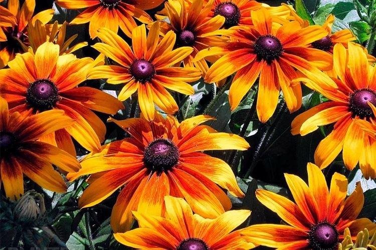 Рудбекия - фото