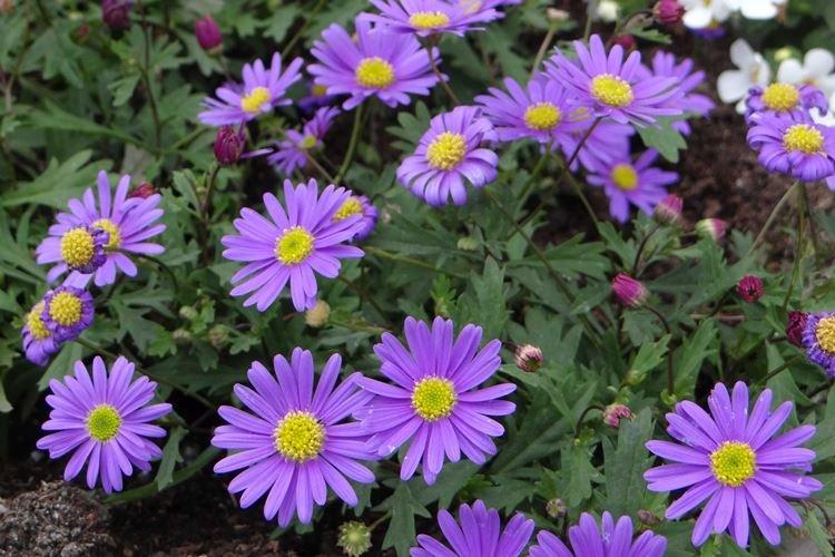 Брахикома - Садовые цветы, которые цветут все лето