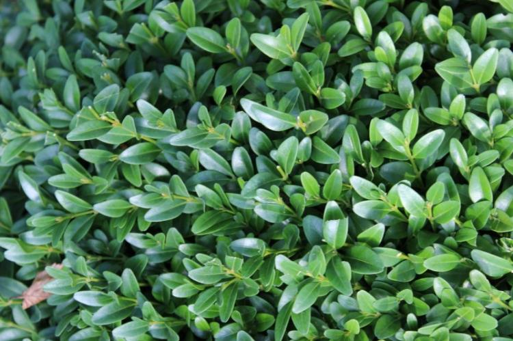 Общая характеристика - Самшит