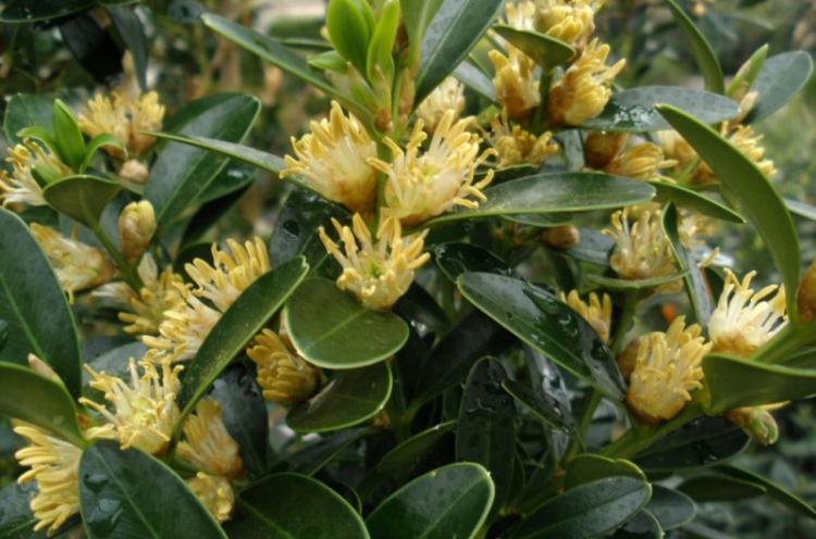 Самшит балеарский - Виды самшита