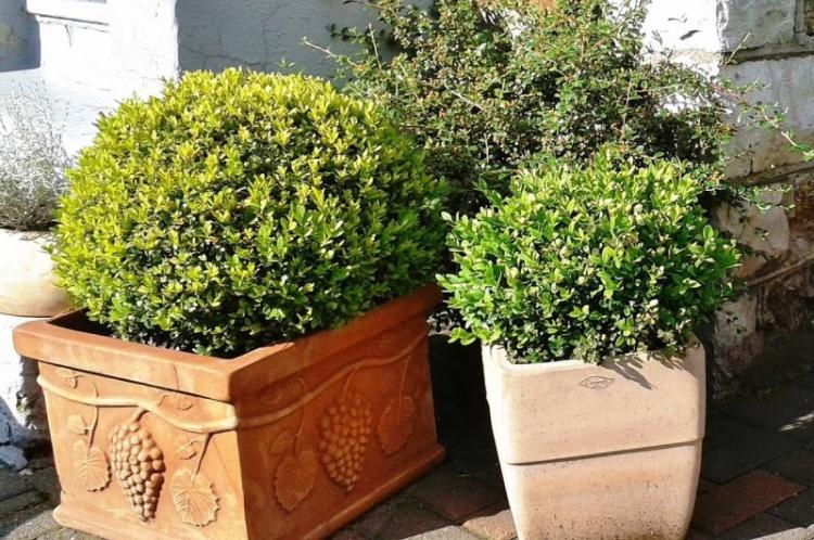 Самшит мелколистный - Виды самшита