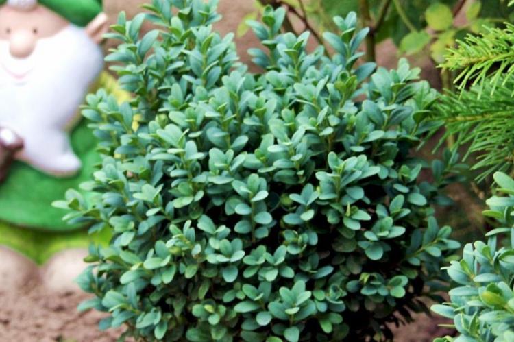 Самшит Блауэр Хайнц - Виды самшита