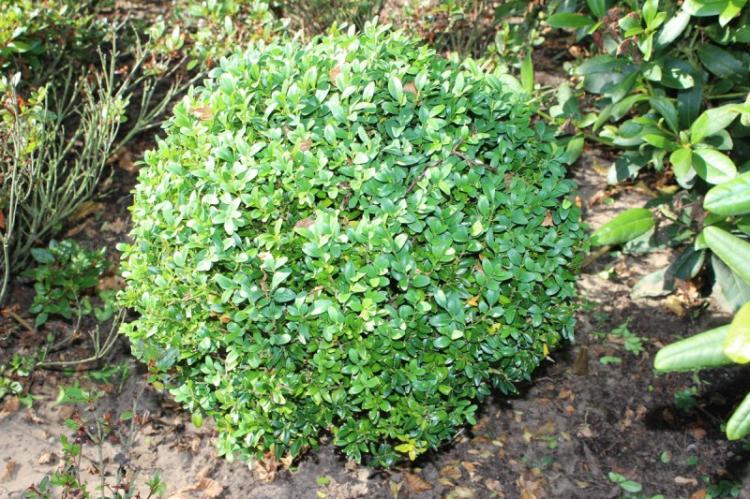 Самшит Арборесценс - Виды самшита